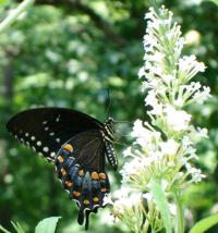 Black Swallowtail on Butterfly Bush