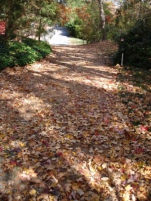 Driveway Carpeted with Leaves